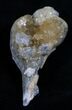Crystalized Fossil Whelk - / Inches #5788-2